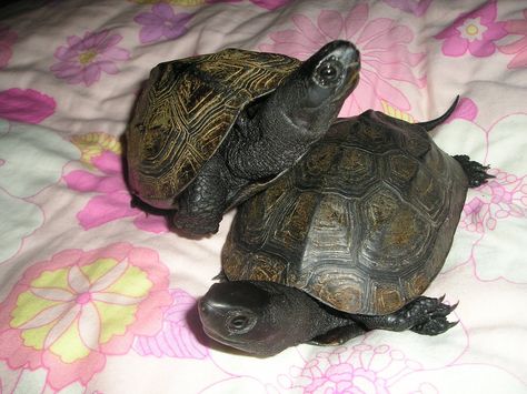 I LOVE REEVES TURTLES!: 12월 2010 Pet Turtle, Nba Stars, My Pet, Marine Biology, A Fan, Turtles, Nba, I Love, Pet