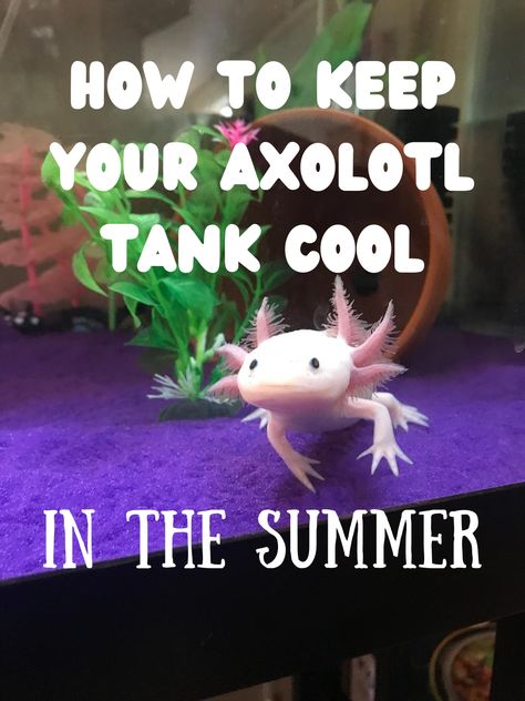 Axolotl Tank Setup Ideas, Axolotl Aquarium Ideas, Axolotl Tank Ideas Aquarium, Axolotl Tank Ideas, Axolotl Stuff, Axolotl Care, Aquarium Chiller, Axolotl Tank, Axolotl Cute