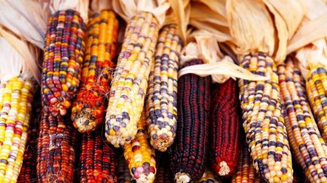 First Thanksgiving Kwanzaa Principles, Plymouth Colony, Thanksgiving History, Growing Corn, Modern Thanksgiving, Harvest Celebration, Indian Corn, National Geographic Kids, First Thanksgiving