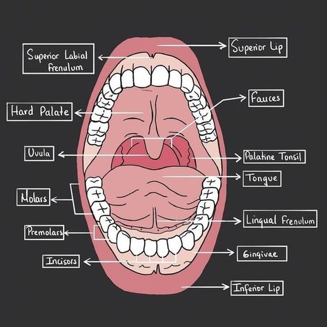 Dental Nursing, Teeth Diagram, Mouth Anatomy, Dental Assistant Study, Dental Hygiene Student, Sistem Pencernaan, Anatomy Bones, English Project, Dentistry Student