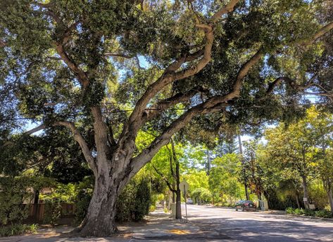 Tree Spotlight: Coast Live Oak - Canopy : Canopy Tree Spotlight, Coast Live Oak, Plant Biology, Plant Physiology, California Parks, Spanish Names, Oak Forest, California City, Live Oak