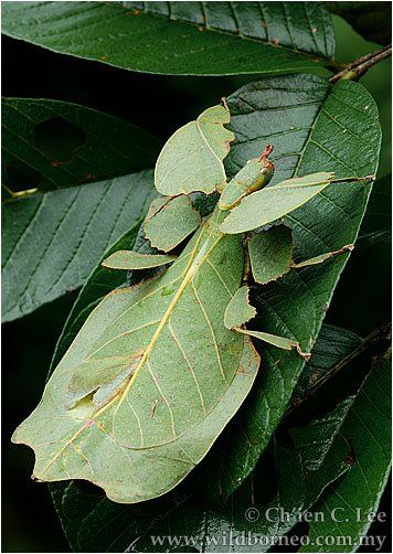 Phyllium bioculatum - Leaf Insect Leaf Insect, Cool Insects, Types Of Insects, Cool Bugs, A Bug's Life, Incredible Creatures, Beautiful Bugs, Creepy Crawlies, Arthropods