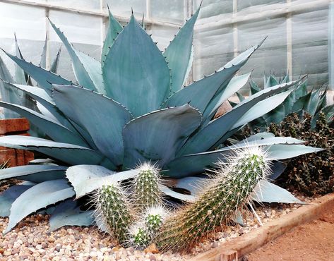 Rear Agave ovatifolia.  Front Echinocereus stramineus  #bcss #cactus #succulent #agave #echinocereus Agave Ovatifolia, Agave Americana, Agaves, Planting Succulents, Succulent, Pineapple, Cactus, Plants