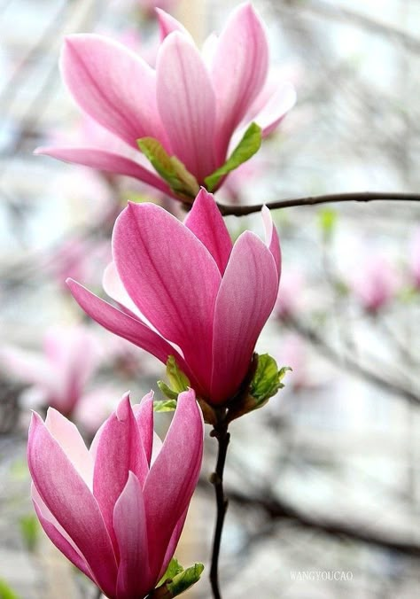 Magnolia Blossom, Magnolia Trees, Magnolia Flower, Flower Art Painting, Arte Floral, Types Of Flowers, Flowers Nature, Flower Photos, Flower Pictures