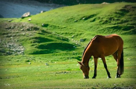 horse eating grass Horse Eating, Beautiful Pakistan, Magical Nature, Azad Kashmir, Pakistan Zindabad, Horse Fashion, The Breakfast, Watercolor Inspiration, Canon Eos