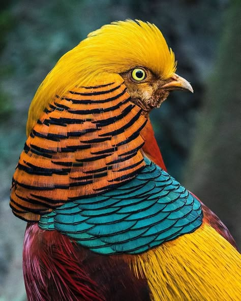 Photo by 👉 @jedweingarten A true wonder of nature--the golden pheasant. Despite their extremely bright colors and large size (similar in size to a chicken), these guys are surprisingly hard to spot, probably because they spend most of their time in extremely dense bamboo thickets. When they do come out, they move quickly and erratically, and given their colors, I can't say I blame them. It's got to be hard to stay hidden from predators when. Golden Pheasant, Nature Colors, Most Beautiful Birds, Amazing Birds, Rare Birds, Bird Pictures, Exotic Birds, Tropical Birds, Pretty Birds