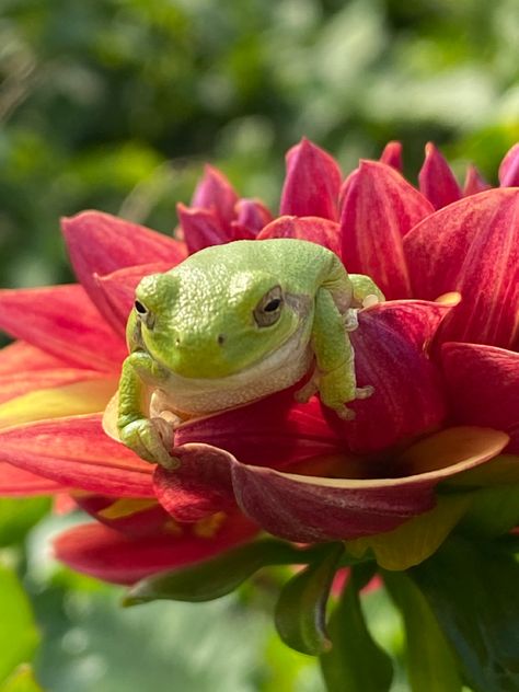 Card series by SouthShore Botanicals Flora And Fauna, Nature Aesthetic, Water Tank, Frogs, Mural, Water, Flowers, Green, Photography