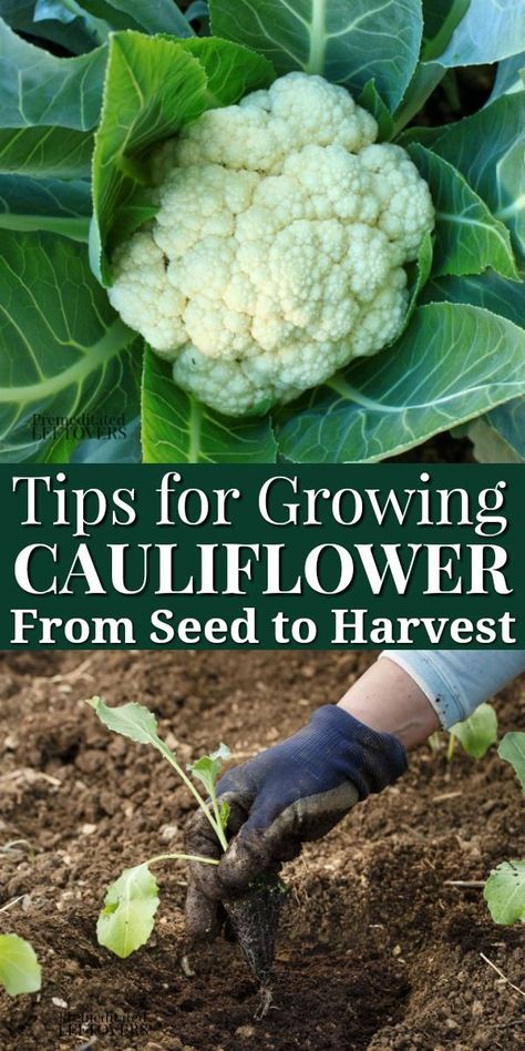 Tips for Growing Cauliflower in Your Garden, including how to start seeds, how to transplant and care for seedlings, and how to harvest cauliflower. How To Grow Cauliflower, Grow Cauliflower, Growing Cauliflower, Cauliflower Plant, Growing Broccoli, Allotment Gardening, Garden Veggies, Veg Garden, Home Vegetable Garden