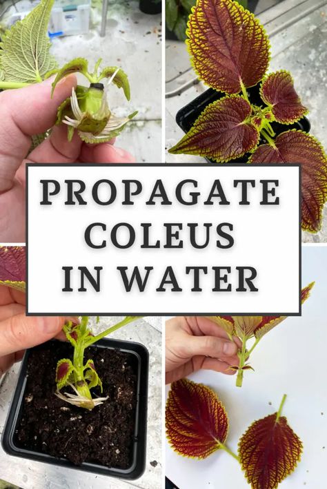 3 Easy Steps to Propagate Coleus in Water (w/ Photos) Propagate Coleus, Coleus Care, Water Photo, Simply Filling, Root Growth, Easy Plants, Large Pots, Water Plants, Healthy Plants