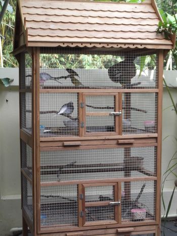 bird condo Bird Condo, Bird Cage Ideas, Big Bird Cage, House Ladder, Pigeon Cage, Diy Bird Cage, Bird Cage Design, Pet Bird Cage, Large Bird Cages