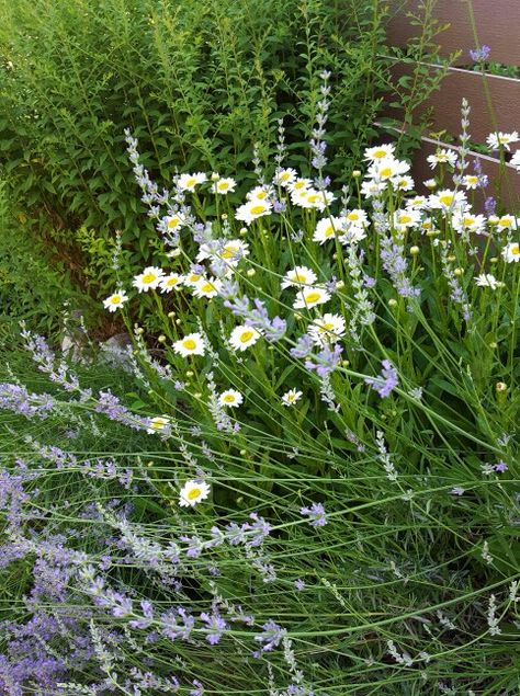 Daisy And Lavender Wedding, Lavender And Daisy, Lavender And Daisies, Daisy Landscape, Shasta Daisy Companion Plants, White Chamomile Flower, Lavender Garden, Nothing But Flowers, City Garden