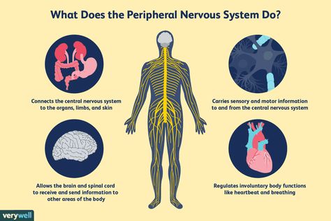 What You Should Know About the Peripheral Nervous System Interview Nerves, Aesthetic Effect, Sistem Saraf, The Peripheral, Peripheral Nervous System, Facial Nerve, Family Nurse Practitioner, Study Essentials, Parasympathetic Nervous System