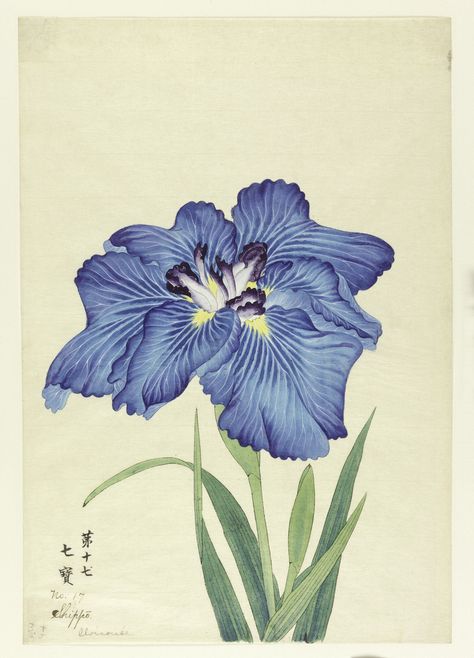 A large iris, outer perianth leaves in varying shades of light blue; inner leaves in light purple with deep purple tips. Iris Paintings, Japanese Iris, Winter Drawings, Asian Flowers, Purple Tips, Cooper Hewitt, Iris Painting, Japanese Art Prints, Botanical Artwork