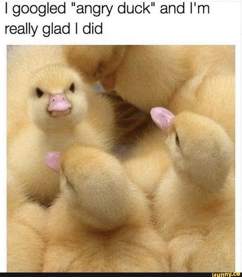 I googled "angry duck" and I'm really glad I did E”? – popular memes on the site iFunny.co Angry Duck, Baby Ducks, Ducks, Memes, Funny, Animals