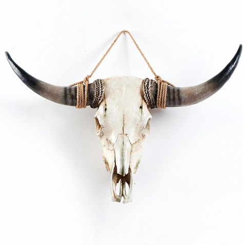 Deer skull mount display