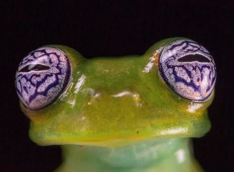 Frog Eyes, Mesmerizing Eyes, Frog Eye, Leopard Cub, Glass Frog, Catty Noir, Funny Animal Photos, Frog And Toad, Reptiles And Amphibians