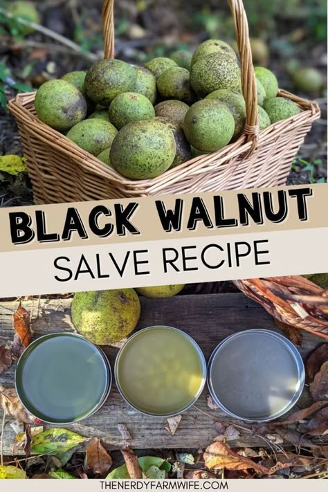 Black walnut salve is useful for things like athletes foot, fungal rashes, toenail infections, ringworm, psoriasis, and various skin woes. Black Walnut Salve Recipe, Black Walnut Uses, Black Walnut Recipes, Black Walnut Benefits, Herbal Medicine Recipes, Diy Herbal Remedies, Herbal Remedies Recipes, Salve Recipes, Medicinal Herbs Garden