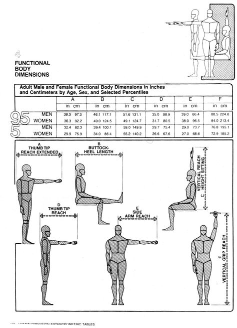 Body dimensions 1 | Human Dimension & Interior Space, Julius Panero & Martin Zelnik Architect Data, Urban Spaces Design, Ceiling Color, Human Dimension, Interior Design Principles, Body Dimensions, Space Books, Concept Diagram, Restaurant Lounge