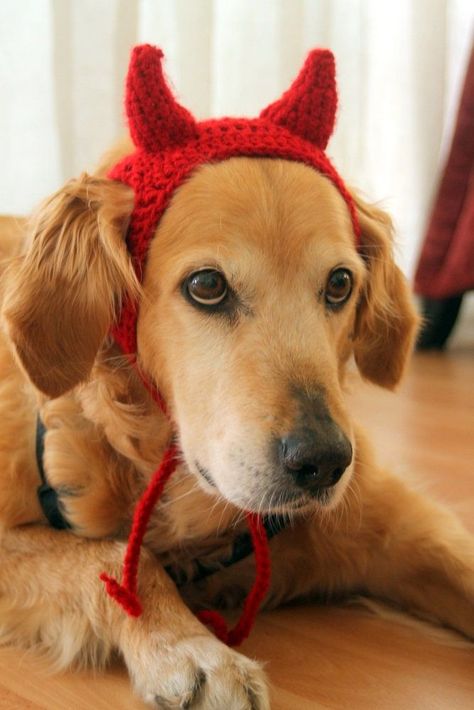 #CrochetPattern #Crochet #Handmade #DIY #Crafts #CrochetLove #Yarn #CrochetAddict #CrochetLife #Creative Halloween Crochet Dog Costume, Crochet Items For Dogs, Crochet Costumes For Dogs, Dog Crochet Hat Pattern, Dog Headband Crochet, Crochet Dog Headband, Crochet Dog Costume Pattern, Diy Halloween Crochet, Crochet Halloween Dog Costumes