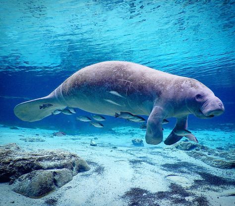 Manatee Side View, Manatee Aesthetic, Manatee Photography, Wallpaper Ocean Aesthetic, Mangrove Snapper, Florida Animals, Manatee Art, Cute Manatee, Mammals Animals