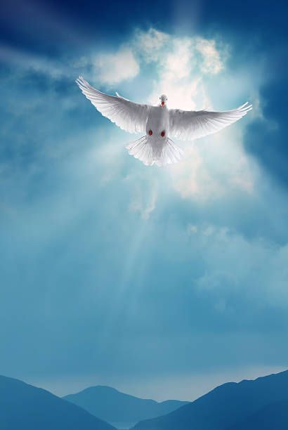 Search from Holy Spirit Dove stock photos, pictures and royalty-free images from iStock. Find high-quality stock photos that you won't find anywhere else. White Dove Flying, Doves Flying To Heaven, Dove Pictures Peace, White Doves Flying, White Dove Flying To Heaven, Holy Spirit Images, Heaven Pictures, Dove Flying, Dove Images