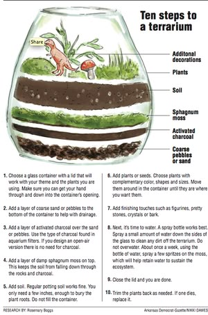 Contained delights: Create an indoor haven of green with easily constructed terrarium Terrarium Layers, Closed Terrarium Plants, Build A Terrarium, Closed Terrarium, Diy Succulent Terrarium, Beautiful Terrariums, نباتات منزلية, Mini Terrarium, Succulent Garden Diy