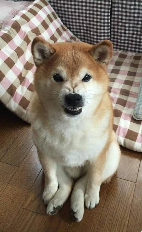 Doge Dog, Smiling Animals, Angry Dog, Shiba Inu Puppy, Japanese Dogs, Shiba Inu Dog, Pretty Dogs, Airedale Terrier, White Dog