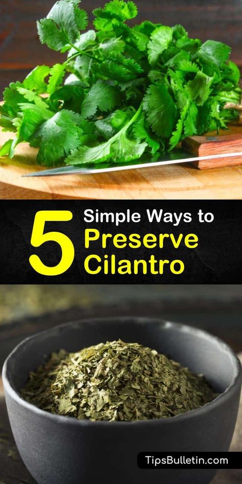 Cilantro Oil Recipe, Preserve Cilantro, Freeze Cilantro, Herbs For Inflammation, Freezing Cilantro, Herb Planting, Cilantro Oil, Freezing Fresh Herbs, Store Fresh Herbs