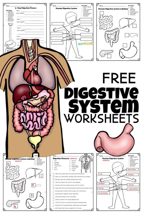 1st Grade Human Body Unit, Digestive System Stem Activities, Human Body Elementary School, Human Body Worksheets Free Printable, Human Body Printables Free, Human Body 1st Grade, Human Body Unit Study Elementary, Digestive System Activities For Kids, Human Body Worksheets For Kids