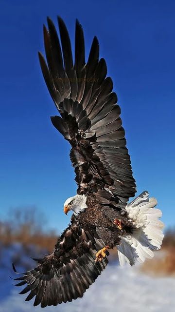 La vache cosmique: Le deux ailes de l'oiseau intérieur Types Of Eagles, Aigle Royal, Wild Animal Wallpaper, Eagle Images, Eagle Wallpaper, Eagle Pictures, Eagle Bird, American Bald Eagle, The Eagles