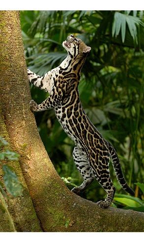 Ocelot Tattoo, Aesthetic Animal Wallpaper, Ocelot Cat, Margay Cat, Petit Tattoo, Cat Species, Clouded Leopard, Exotic Cats, Cat Pose