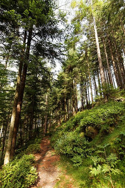 Alpine Slide, Bavarian Alps, Moving To Germany, Northern Germany, Tourist Office, Tree Top, Tree Tops, Local History, S 10