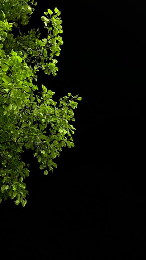 Black Green Wallpaper Aesthetic, Night Tree Snap, Night Snap Story, Night Photography Ideas, Corny Pick Up Lines, Country Couple Pictures, Morning Photography, Iphone Dynamic Wallpaper, Phone Wallpaper Boho