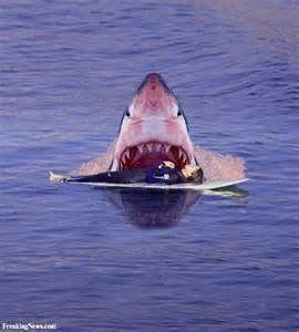 http://freakingnews.com/shark-attacks-sleeping-surfer-pictures-70770.asp Scary Shark Pictures, Scary Shark, Sharks Scary, Shark Attacks, Funny Shark, Shark Pictures, Fool Me Once, Megalodon Shark, Sharks Funny