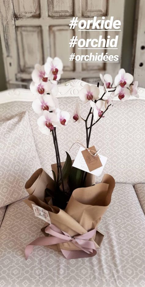 Mothersday orchids Orchid Flower Arrangements, Gift Wrapping Inspiration, Flower Business, Gift Inspo, Shower Centerpieces, How To Wrap Flowers, Bouquet Arrangements, Cactus Y Suculentas, Mothers Day Presents