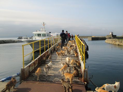 Japan’s Cat Island Asks Internet For Food, Gets More Than They Can Store Ao Island Japan Cats, Aoshima Island, Cat Island Japan, Pretty Background, Moon Board, Japan Cat, Japan Map, Cat Island, Food Boxes