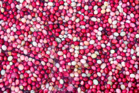 Massachusetts Cranberry Bogs! England Bucket List, Cranberry Bog, Life In The City, City Of Dreams, Winter Images, Red Peppercorn, Massachusetts, Have You Ever, This Weekend