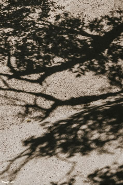 Tree shadow on a dirt road | free image by rawpixel.com / Teddy Rawpixel Ziggy Berman, Shadow Tree, Tree Shadow, Shadow Shadow, Shadow Photography, Tropical Tree, Spring Mood, Summer Backgrounds, Shade Trees