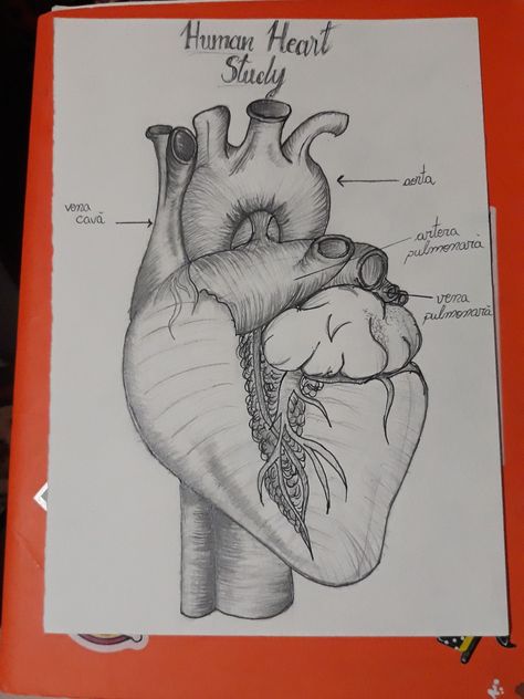 #heart #anatomy #biology #sketch #art Biology Sketches Drawings, Biology Sketches, Heart Biology, Biology Drawing, Anatomy Biology, Biology Projects, Landscape Pencil Drawings, Human Figure Sketches, Front Page Design