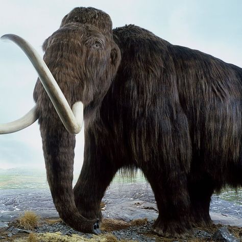 Arctic Tundra, Musk Ox, Woolly Mammoth, Cool Tree Houses, Whole Earth, Wooly Mammoth, Extinct Animals, Animal Facts, New Environment