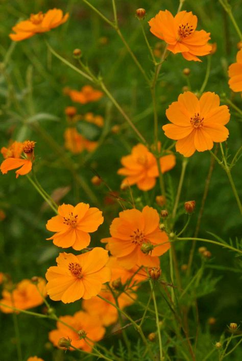 Cosmos Sulphureus, Botanical Sketchbook, California Wildflowers, Plant Fungus, Fleur Orange, Cosmos Flowers, California Poppy, Language Of Flowers, Drought Tolerant Plants