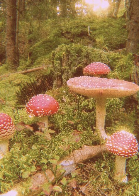 Cottagecore Edit, Moss Mushroom, Pink Mushrooms, Aesthetic Fairycore, Fairy Garden Ideas, Flower Gardening, Succulents Diy, Miniature Garden, Water Features