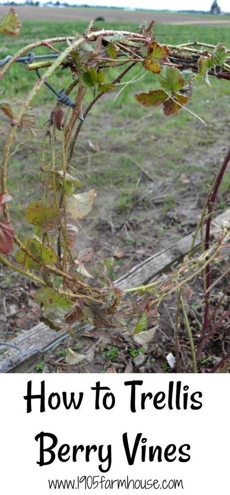 Growing Blackberries Trellis, 1905 Farmhouse, Blackberry Trellis, Home Vegetable Garden Design, Raspberry Trellis, Growing Blackberries, Growing Raspberries, Edible Gardening, Vine Trellis