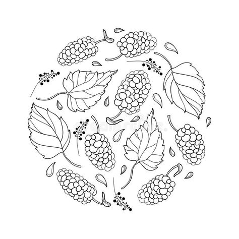 Mulberry Logo, Mulberry Fruit, Farm Logo Design, Carnival Posters, Mulberry Leaf, Fruits Drawing, Doodle Art Journals, Flower Drawing Design, Farm Logo