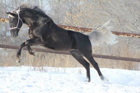 Orlov Trotter, Horses In The Snow, Gaited Horses, Liver Chestnut, Ponies For Sale, Horse Coat Colors, Beautiful Horse Pictures, Horse Inspiration, Horse Names