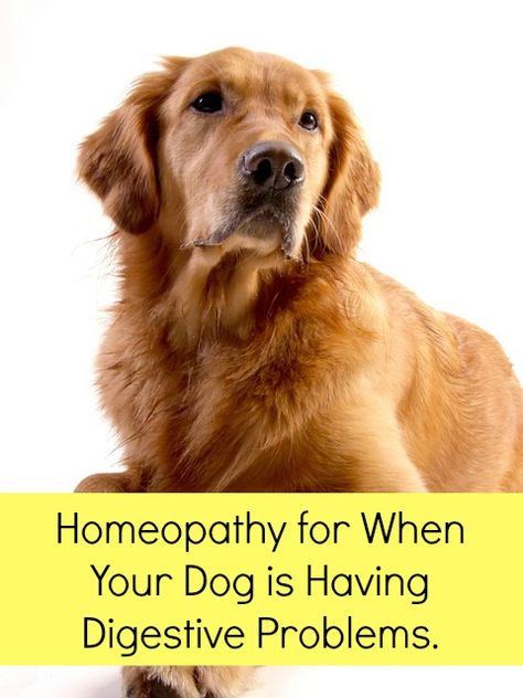 How homeopathy can help when your dog is having digestive problems. Golden Retriever Facts, Dog Images Hd, Golden Retriever Names, Holistic Doctor, Holistic Pet Care, Dog Sounds, Dog Clippers, Men's Short Hair, Homeopathic Medicine