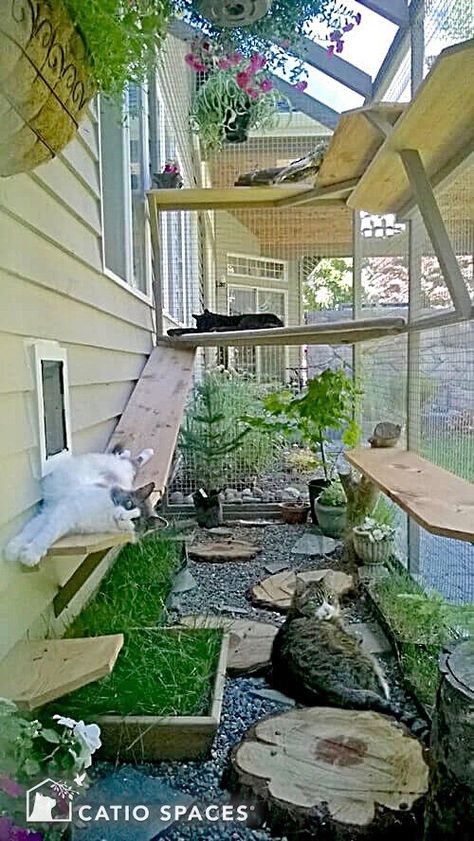 Cat Playground Diy, Cat Bed Ideas, Cat Playground Outdoor, Kat Diy, Cat Patio, Outdoor Cat Enclosure, Outdoor Play Areas, Cat Playground, Image Cat