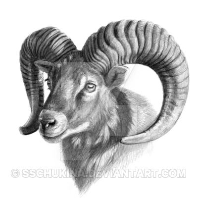 The mouflon G125 by sschukina Sheep Tattoo, Realistic Animal Drawings, Ram Tattoo, Big Horn Sheep, Pencil Drawings Of Animals, Aries Tattoo, Deer Art, Graphite Drawings, Zodiac Art