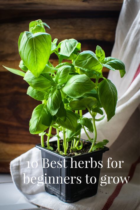 A list of the 10 easiest herbs to grow inside or out for first time herb gardeners. Easiest Herbs To Grow Outdoors, Inside Herb Garden, Herbs For Beginners, Dry Fresh Herbs, Easiest Herbs To Grow, Drying Fresh Herbs, Herbs Growing, Best Herbs To Grow, Cooking With Fresh Herbs