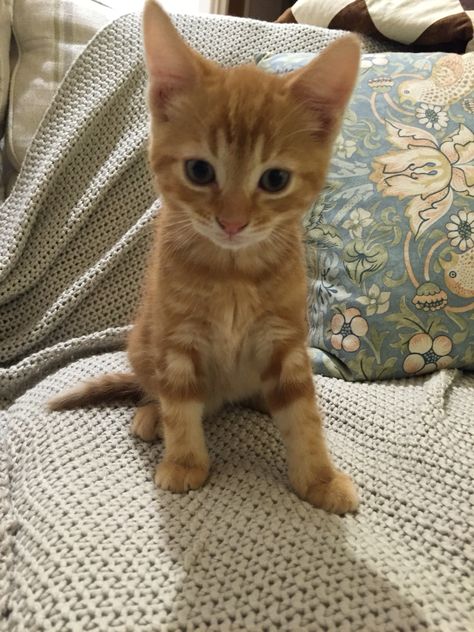 Ginger Kittens Aesthetic, Cute Ginger Kittens, Ginger Tabby Kitten, Ginger Kitten Aesthetic, Ginger Cats Aesthetic, Baby Orange Cat, Orange Tabby Kittens, Kittens Ginger, Cute Ginger Cat